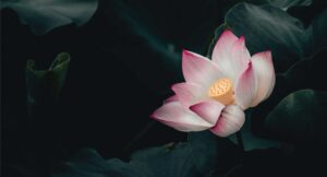 Read more about the article Happy New Year!